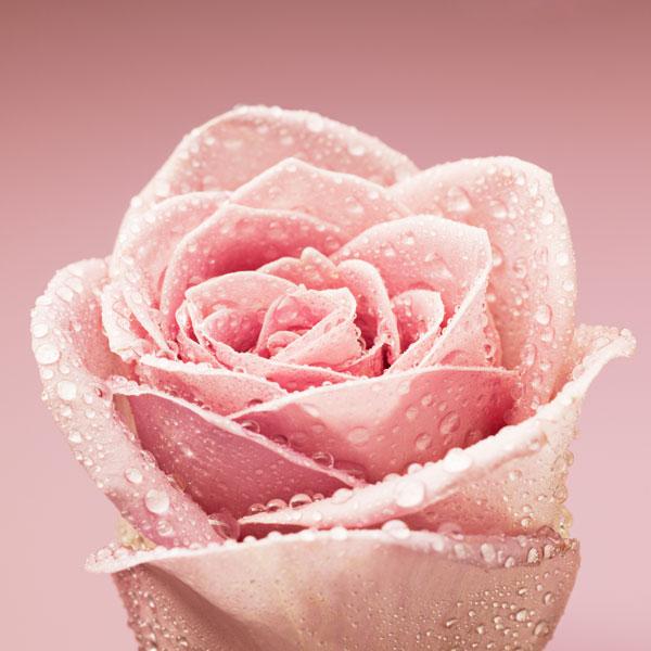 closeup of a pink rose with water droplets